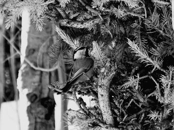 Close-up of lizard on tree