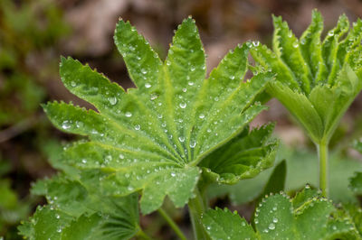 Close-up of wet plant leaves during rainy day