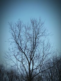 bare tree