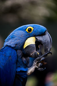 Close-up of blue parrot perching