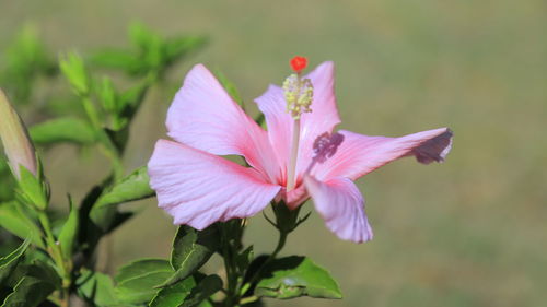 Close-up of pink flower blooming outdoors