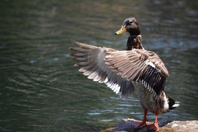 Full length of duck flapping wings by lake