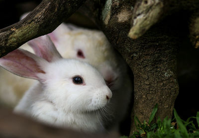 Close-up of rabbit on tree trunk