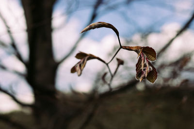 Close-up of wilted plant