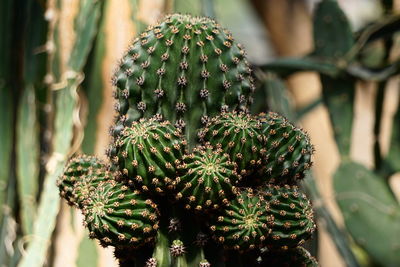 Close-up of cactus plant