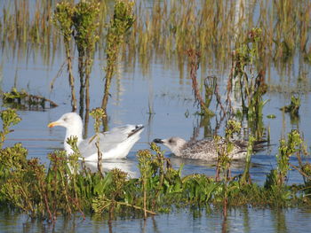 View of birds in lake