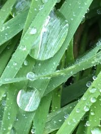 Full frame shot of wet leaves