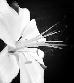 Close-up of pink flower