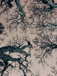 Low angle view of bare tree against sky