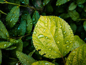 Close-up of wet leaves