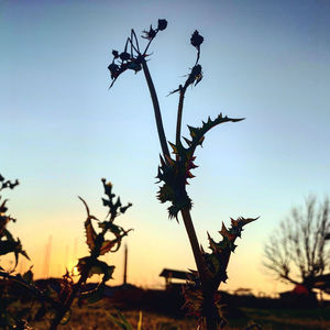 Low angle view of silhouette plants against sky during sunset