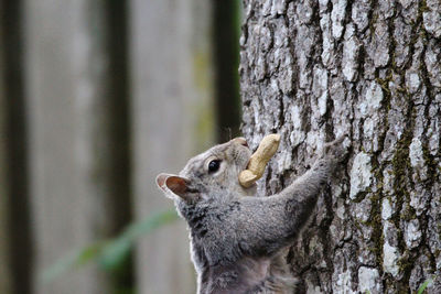 Close-up of squirrel on tree trunk