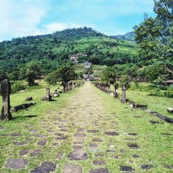 Footpath amidst plants and trees against sky