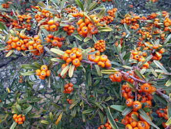 Close-up of orange flowers