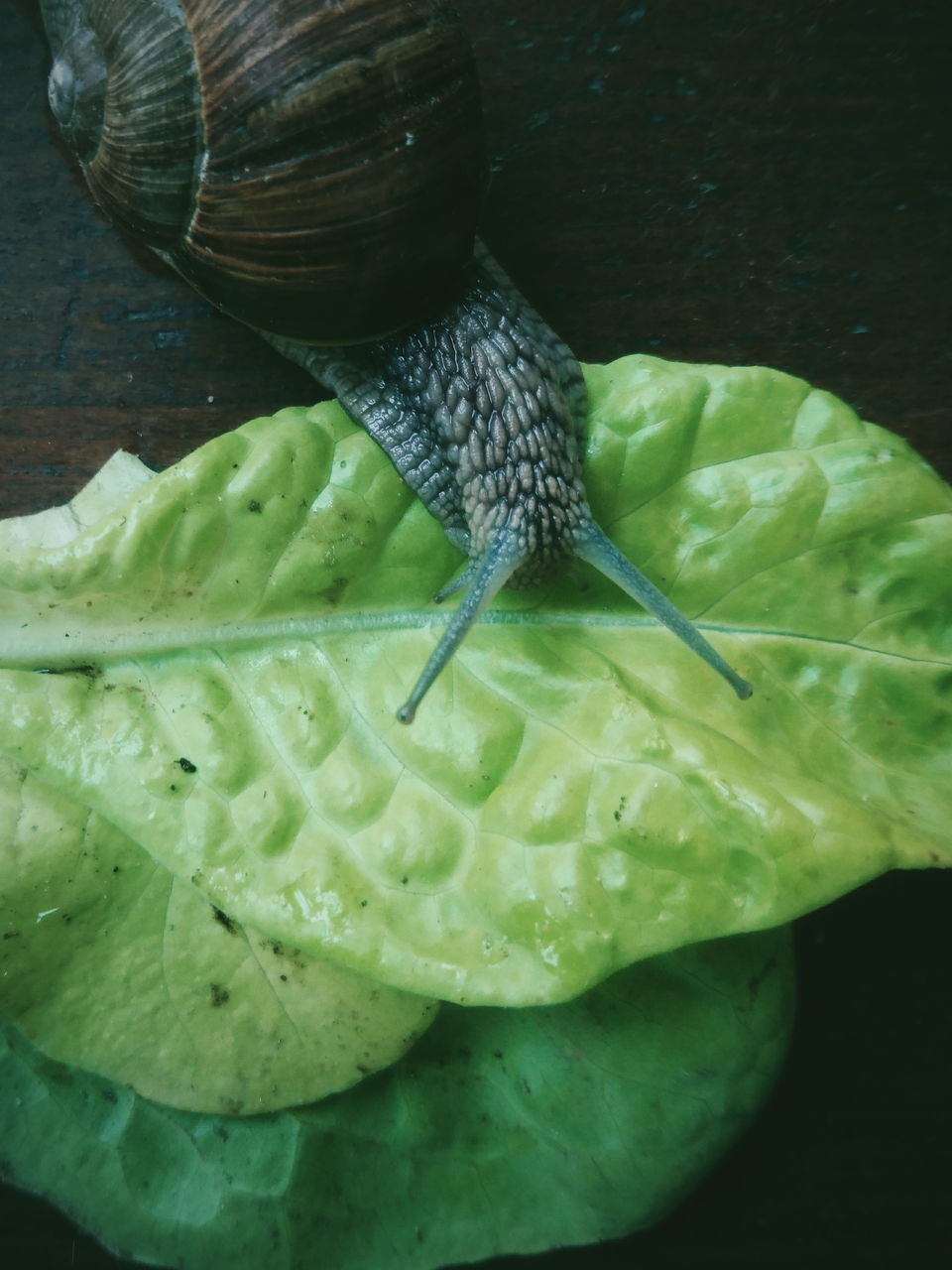 SNAIL ON LEAF