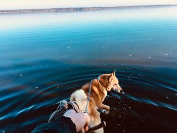Dog on the sea