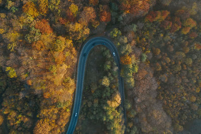 High angle view of road amidst trees during autumn