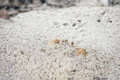Close-up of crab on sand