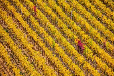 Full frame shot of a wineyard