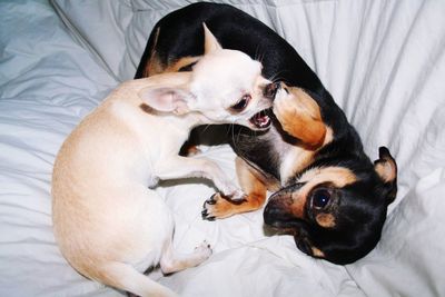 High angle view of puppy relaxing on bed