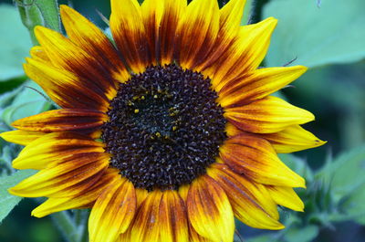 Close-up of yellow flower blooming outdoors