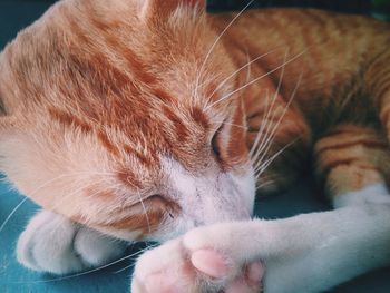 Close-up of ginger cat sleeping on chair