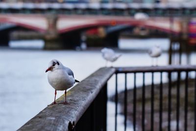 Gulls on the south bank