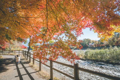 Trees in park during autumn