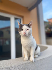 pet