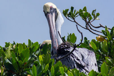 Low angle view of bird on branch against sky