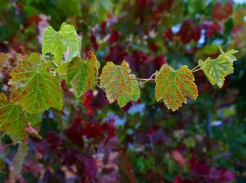 Close-up of leaves on tree