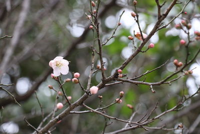 Close-up of flowers on tree