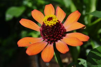 Close-up of orange flower blooming outdoors