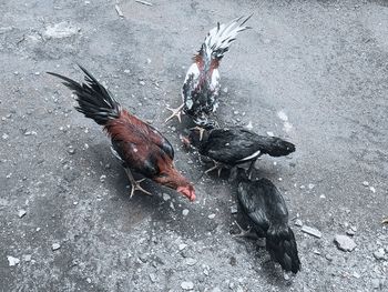 High angle view of birds on street