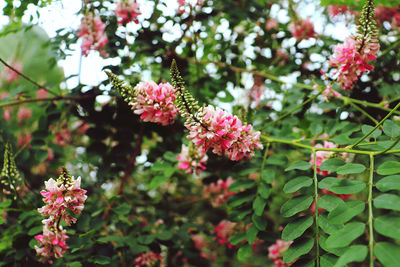 Close-up of pink flowering plant