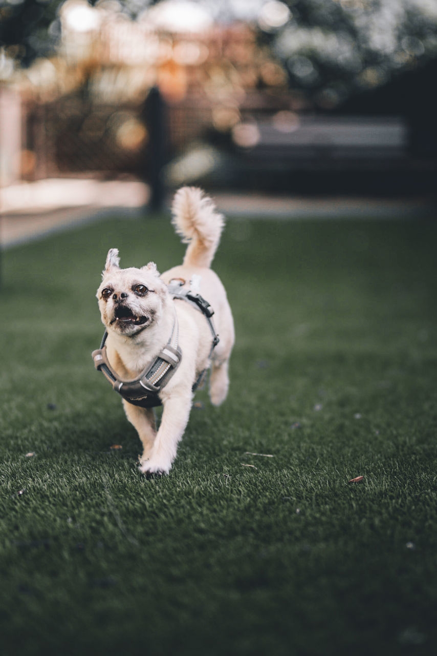 dog, canine, one animal, pets, mammal, animal themes, domestic animals, domestic, animal, selective focus, vertebrate, grass, plant, running, no people, day, nature, outdoors, small, lap dog