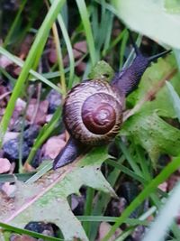 Close-up of snail on plant