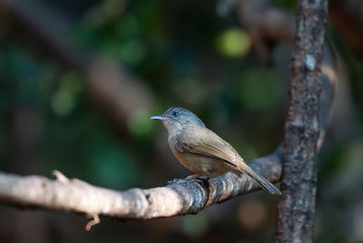 Close-up of bird perching on branch