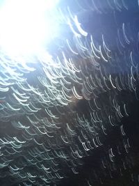 Close-up of jellyfish swimming in water