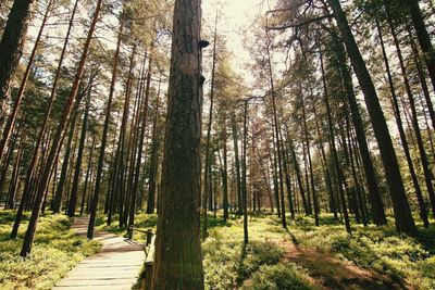 Trees in forest