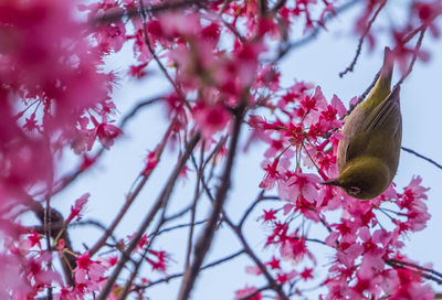 Low angle view of pink flowers on tree branch