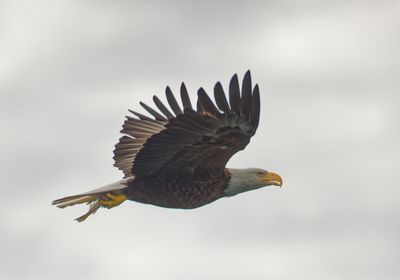 Low angle view of eagle flying in sky