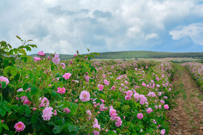 Pink flowering plants on field against sky