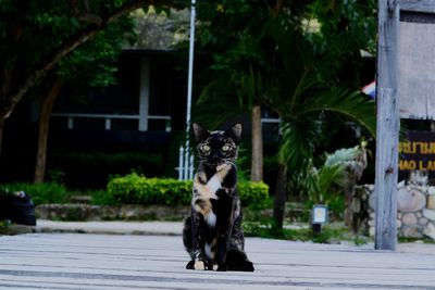 Portrait of a cat with dog