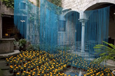 View of flowering plants against building