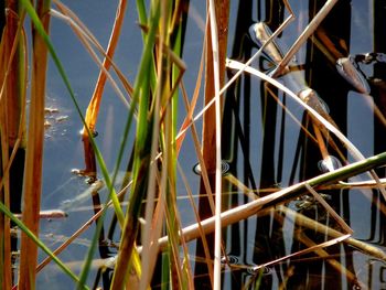 Close-up of grass against sky