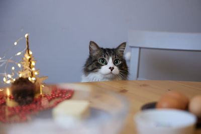 Portrait of cat sitting on table