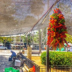 Fruits hanging on tree