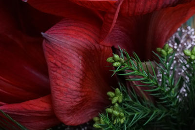 Close-up of red flowering plant