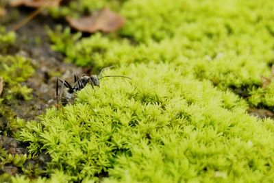 Close-up of insect perching on flower in field